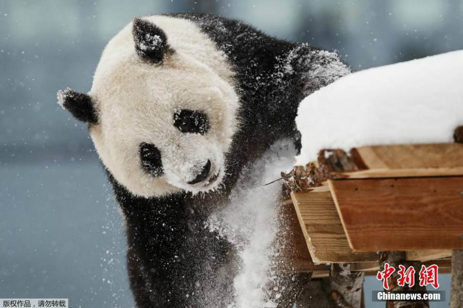 赴芬蘭大熊貓異國(guó)過年 雪中玩耍倒掛金鉤